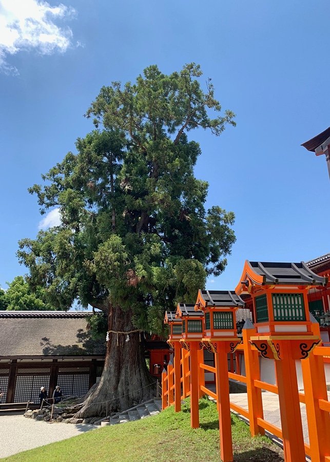 ⛩️ 가스가 신사(이즈미사노시) 이미지 4